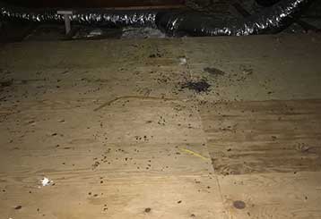 A Few Useful Rodent Proofing Tips | Attic Insulation San Jose, CA