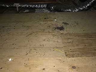 Useful Rodent Proofing Tips | Attic Insulation San Jose, CA