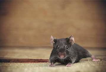 Rodent Proofing | Attic Cleaning San Jose, CA